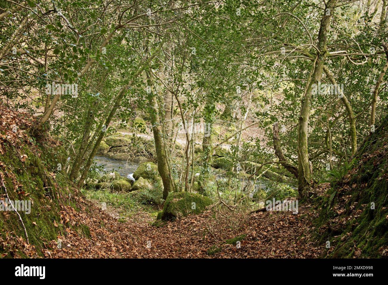Moosbedeckte Bäume in den Shaugh Woods am Fluss Meavy in South Devon Stockfoto