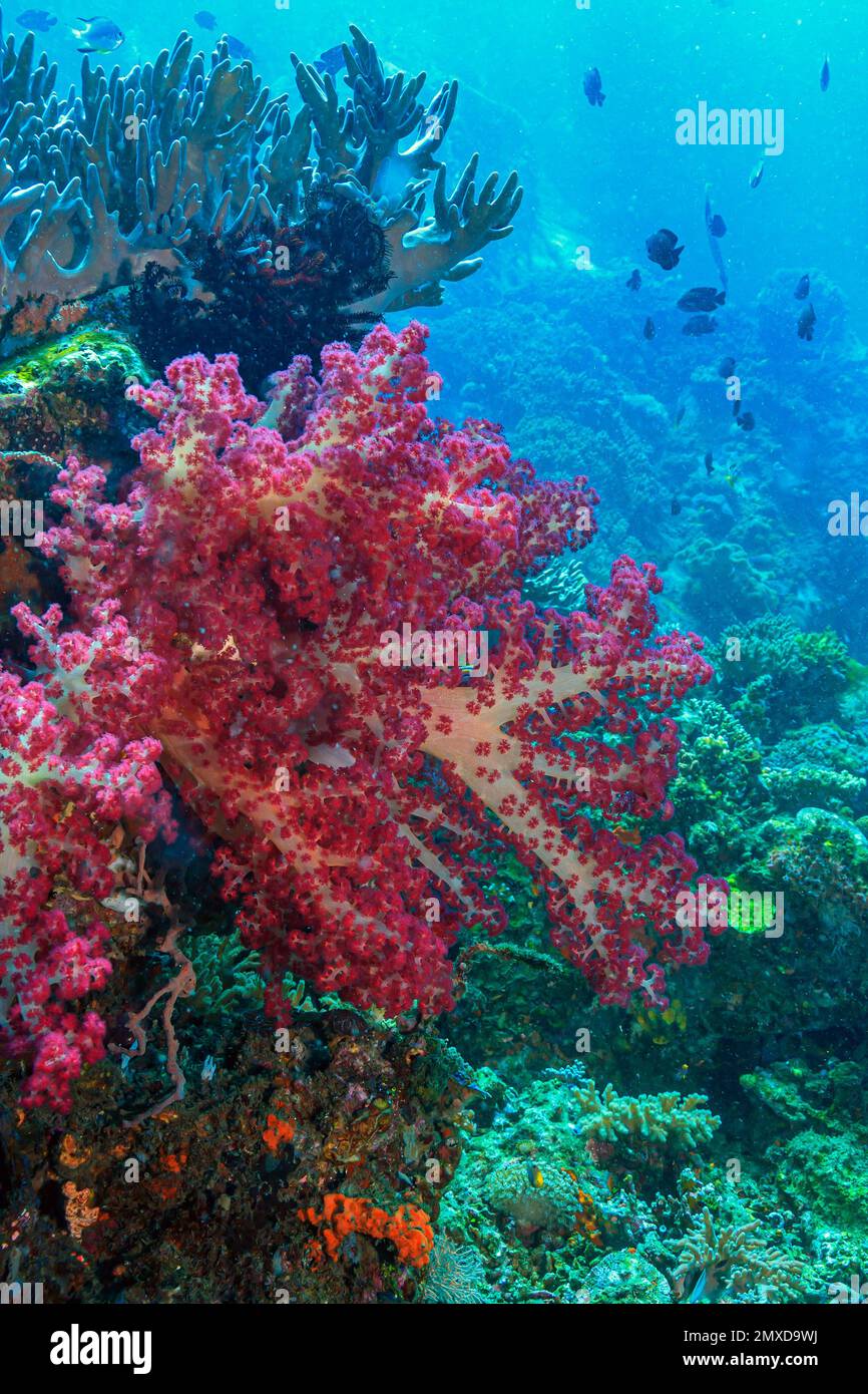 Octocorallia, auch bekannt als Alcyonaria, ist eine Klasse von Anthozoen. Es umfasst die blauen Korallen, weichen Korallen, Seebären und Gorgonier Stockfoto