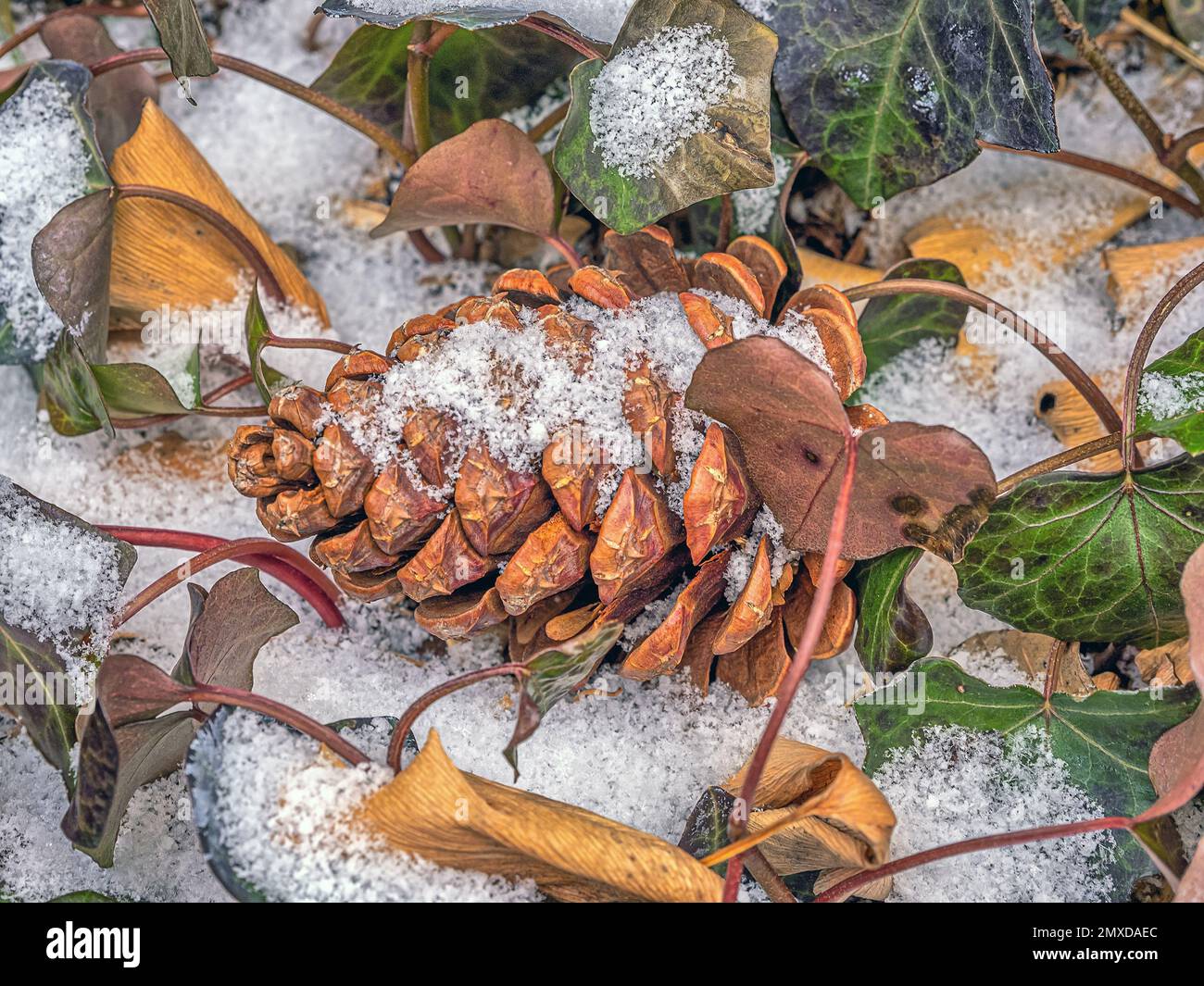 Big cone pine Fotos und Bildmaterial in hoher Auflösung Alamy