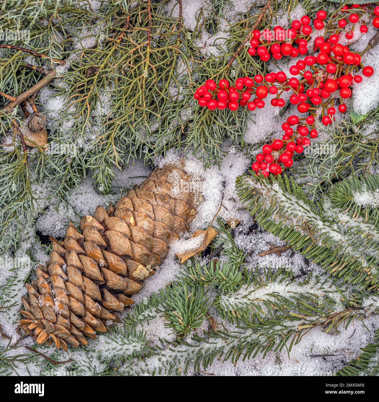 Coulter Pinie oder Big-Cone Pinus Coulteri, Familie Pinaceae Stockfoto