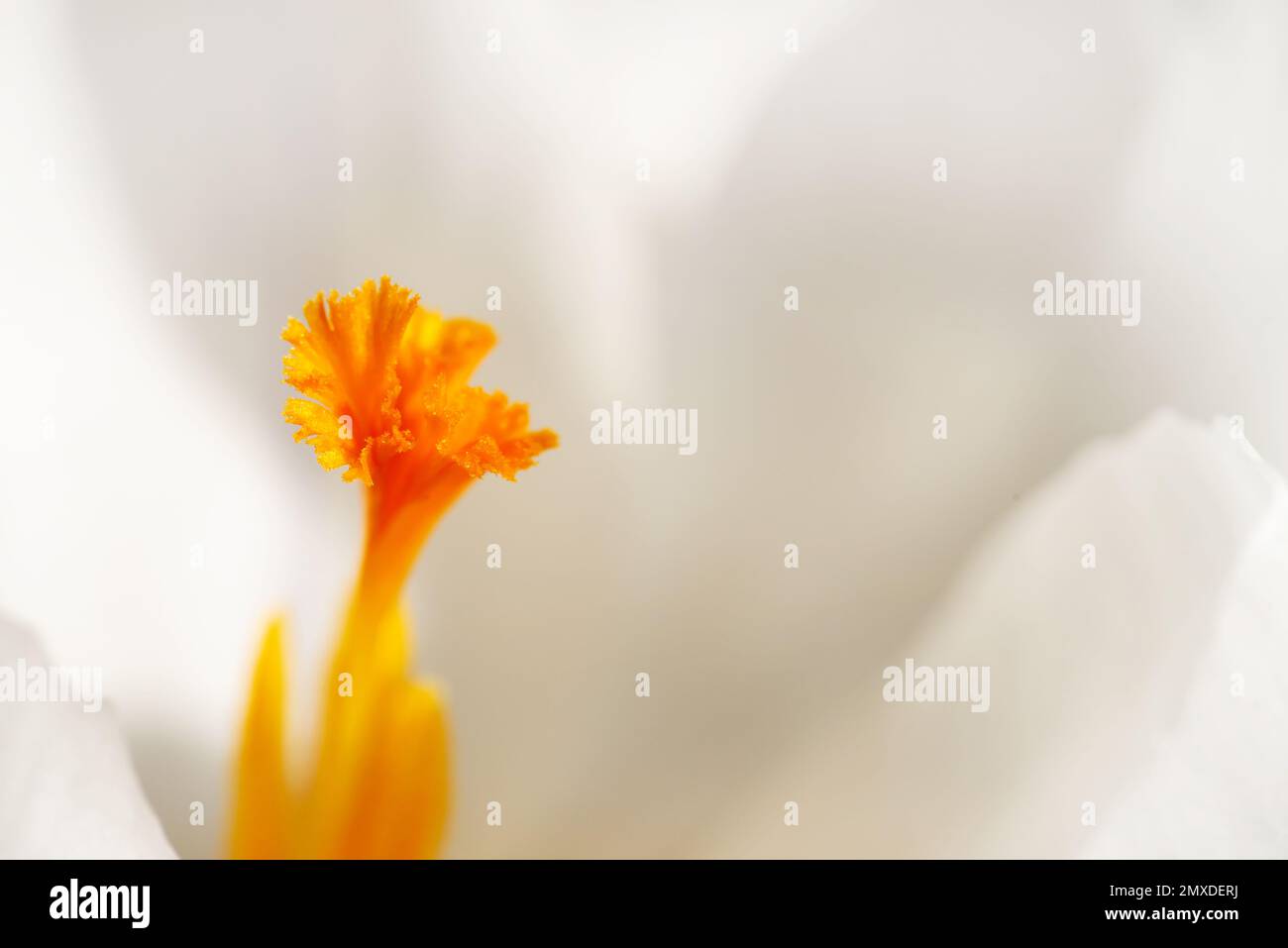 Abstraktes Makro des Stegs einer weißen Krokusblüte Stockfoto