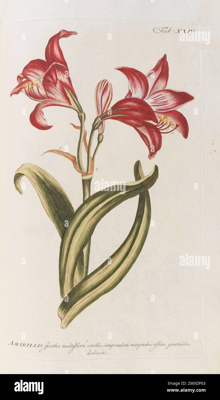 Amaryllis. Aus dem Gärtnerwörterbuch. Museum: PRIVATE SAMMLUNG. Autor: PHILIP MILLER. Stockfoto