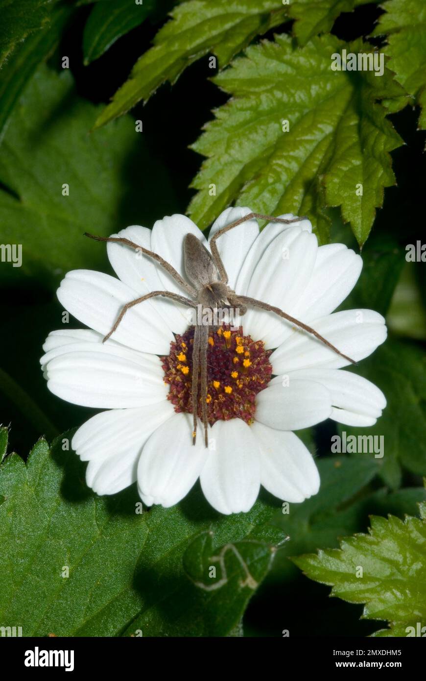 Pisaura mirabilis Stockfoto