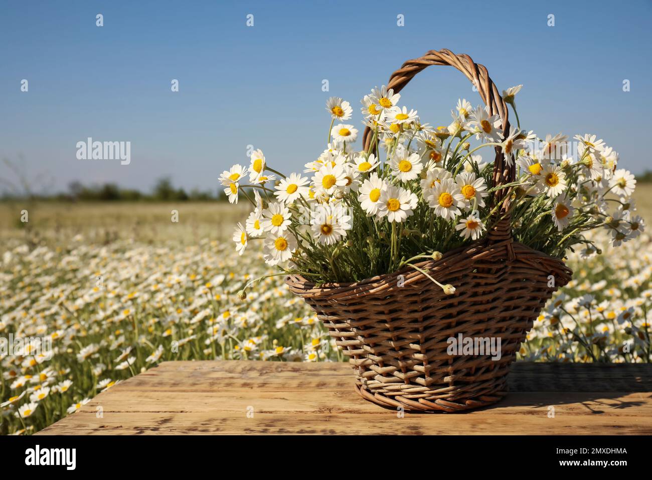 Korb mit wunderschönen Kamillen auf Holztisch im Feld Stockfoto