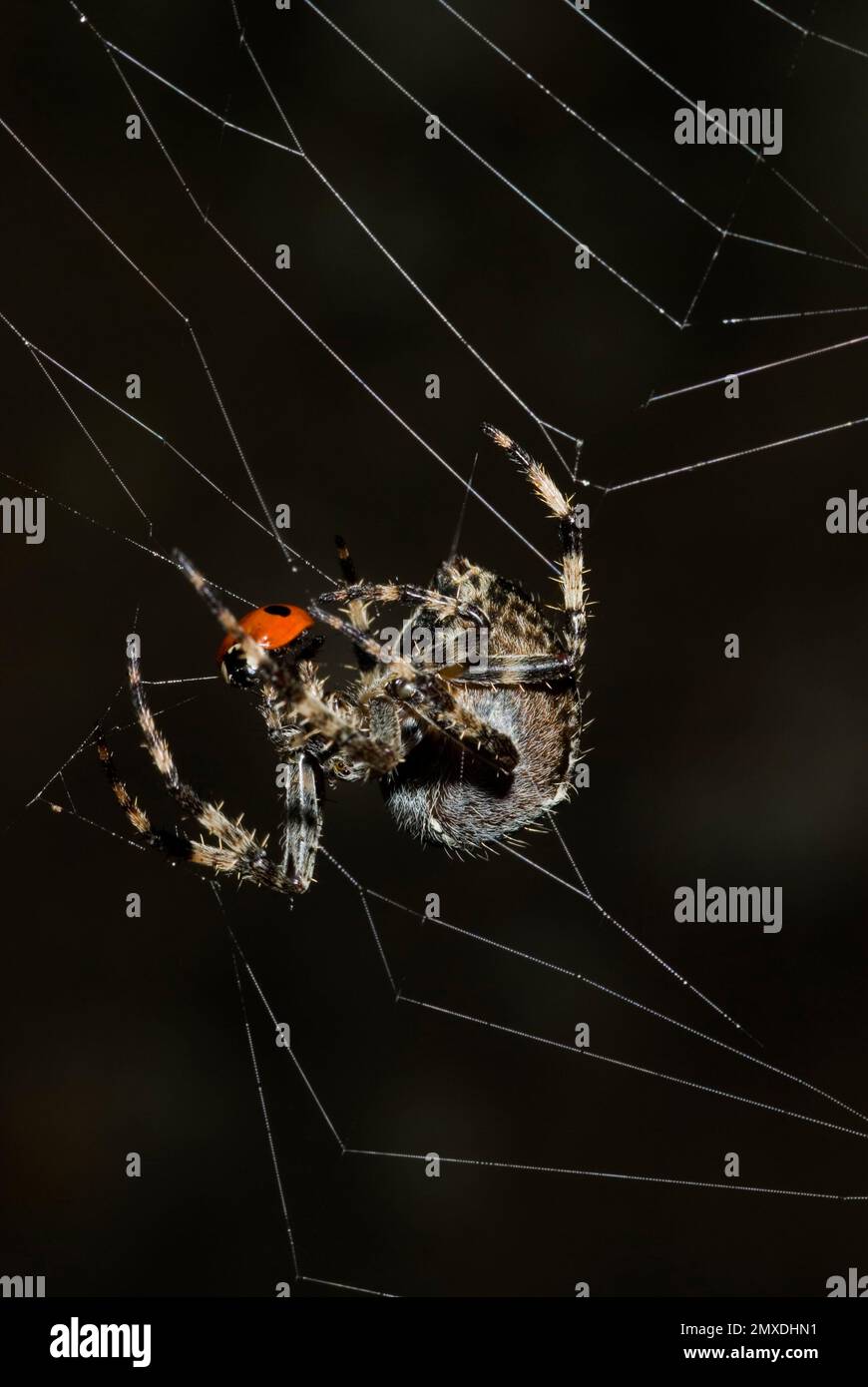 Garten Spinne mit Beute Stockfoto