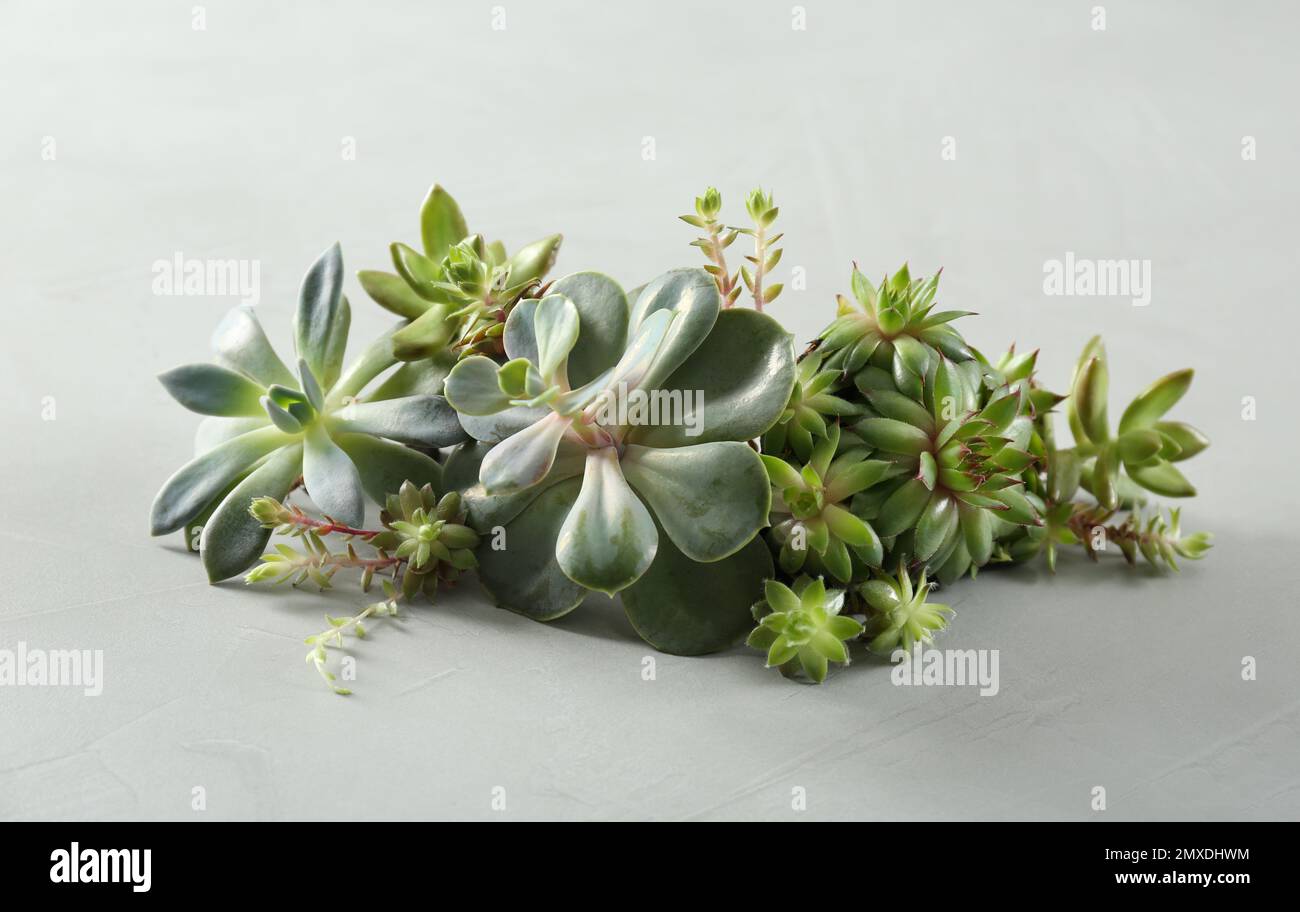 Wunderschöne Echeverien auf hellgrauem Hintergrund. Saftige Pflanzen Stockfoto