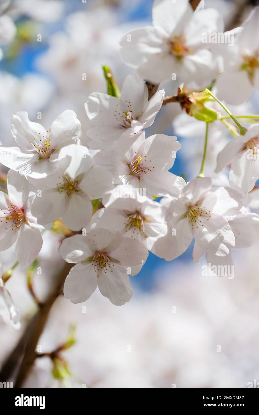 Kirschbaumblüte, Blüten aus der Nähe, Frühlingshintergrund Stockfoto