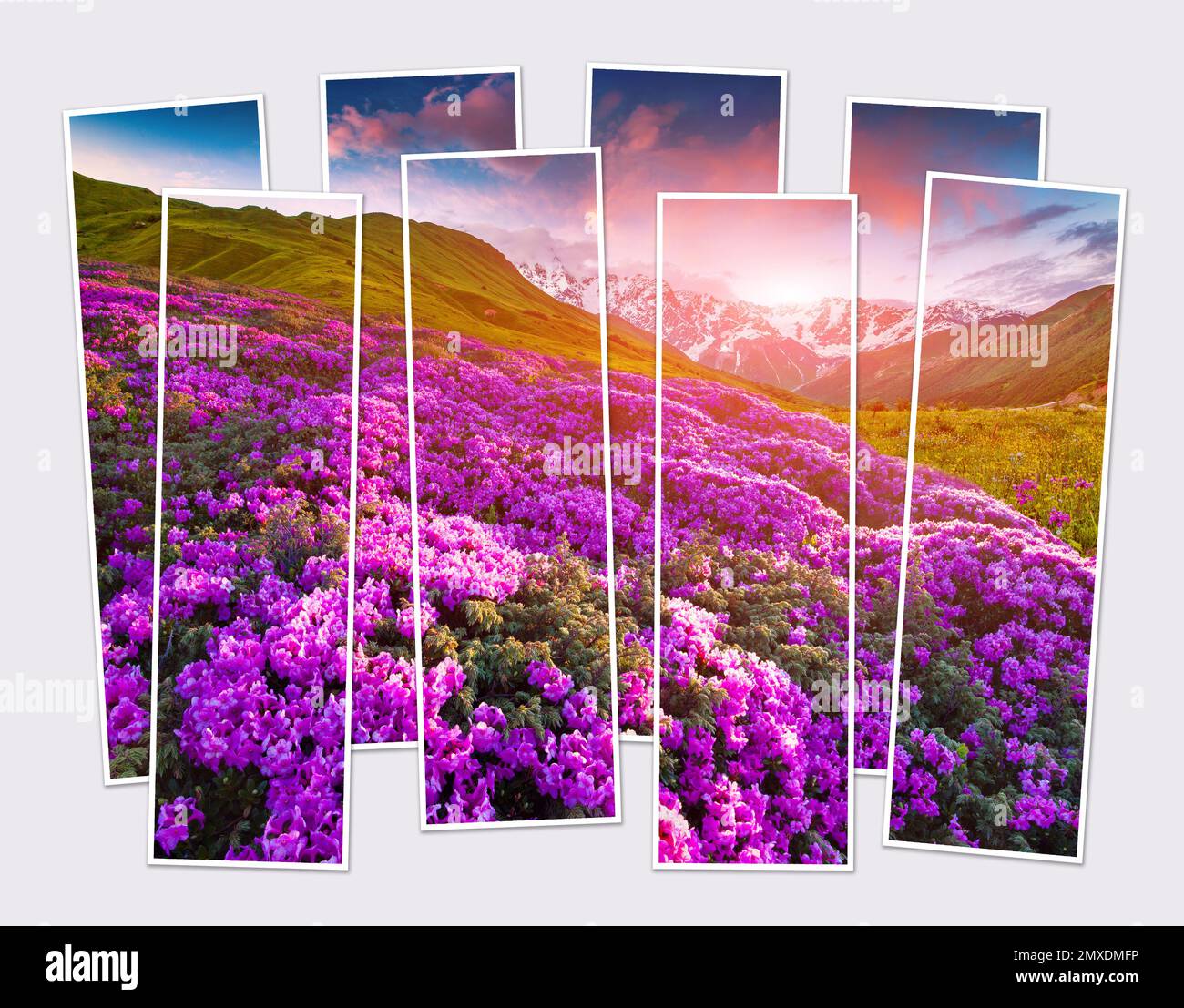 Isolierte Acht-Bild-Collage von blühenden rosa Rhododendron-Blüten im Kaukasusgebirge. Atemberaubender Sonnenaufgang im Sommer auf dem Berg vall Stockfoto
