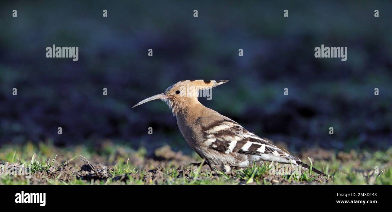 Hoopoe Seite auf, schließen Stockfoto