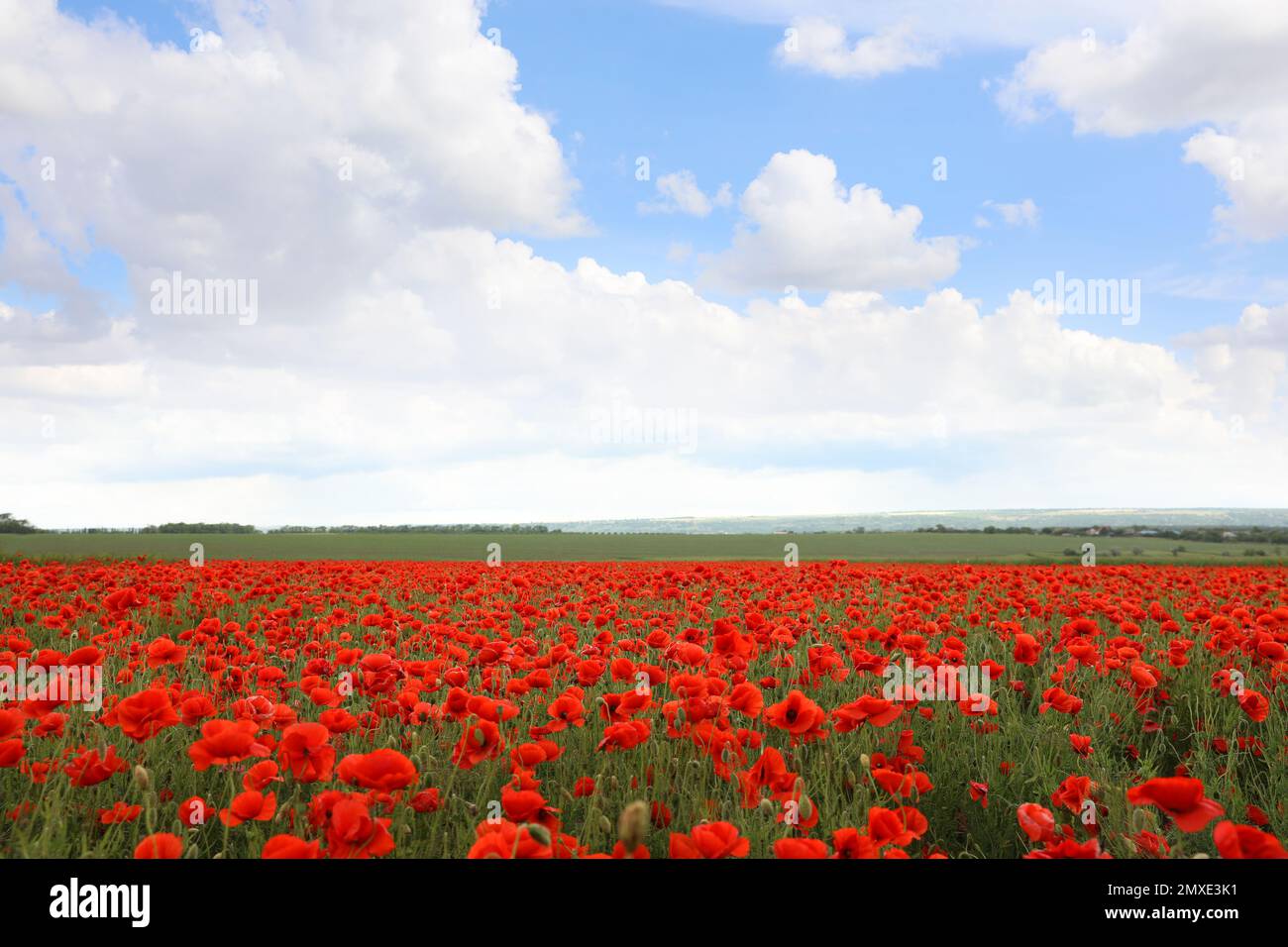 Wunderschöne rote Mohnblumen, die auf dem Feld wachsen Stockfoto