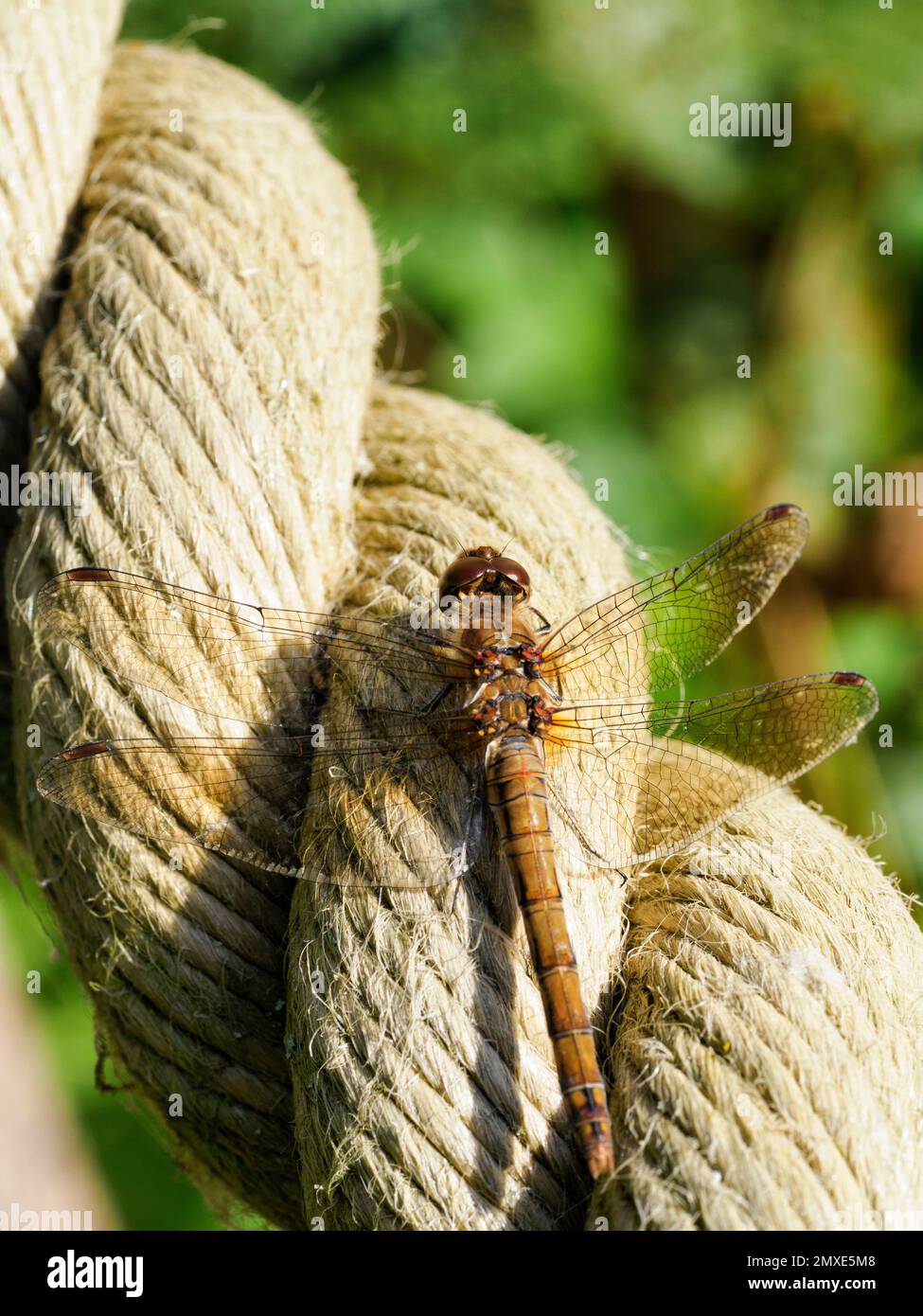 Dartpfeil - Sympetrum striolatum - Libelle, die auf einem dicken Handlauf neben einer Brücke über einen See ruht. Stockfoto