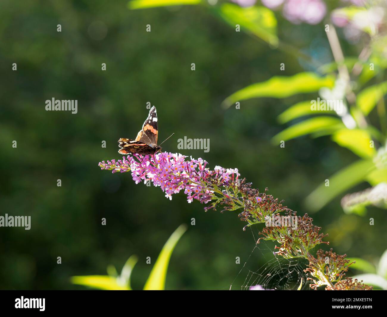 Roter Admiralsschmetterling (Vanessa atalanta), der sich von rosa Buddleia-Blüten ernährt Stockfoto