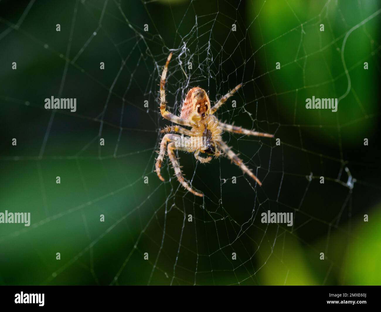 Europäische Gartenspinne - Araneus diadematus - im Netz vor dunkelgrünem Hintergrund Stockfoto
