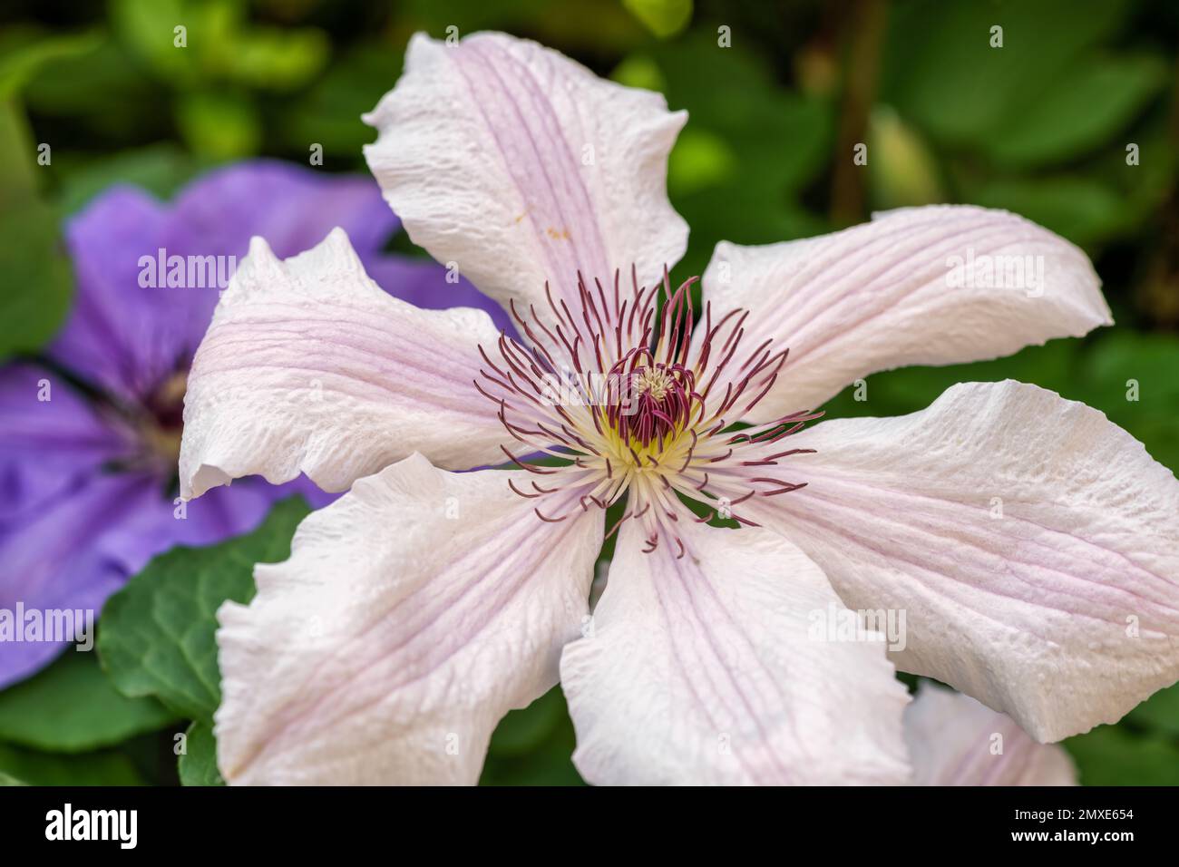 Pinkfarbene und weiße Clematis-Blüten Stockfoto