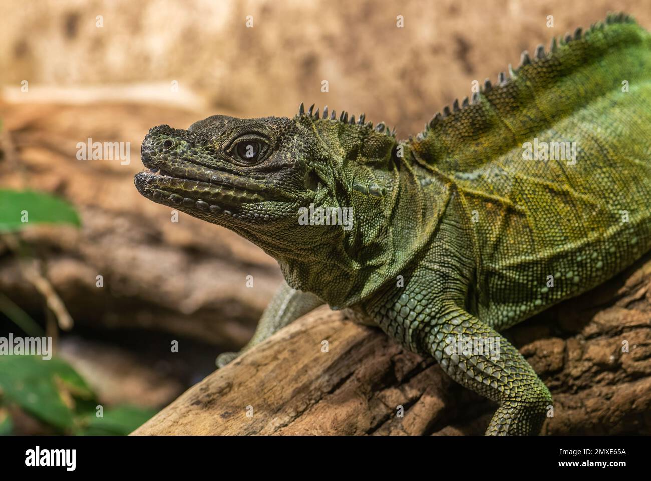 Weber's Sailfin Lizard - Hydrosaurus weberi, besondere große Eidechse aus tropischen Wäldern Indonesiens. Stockfoto