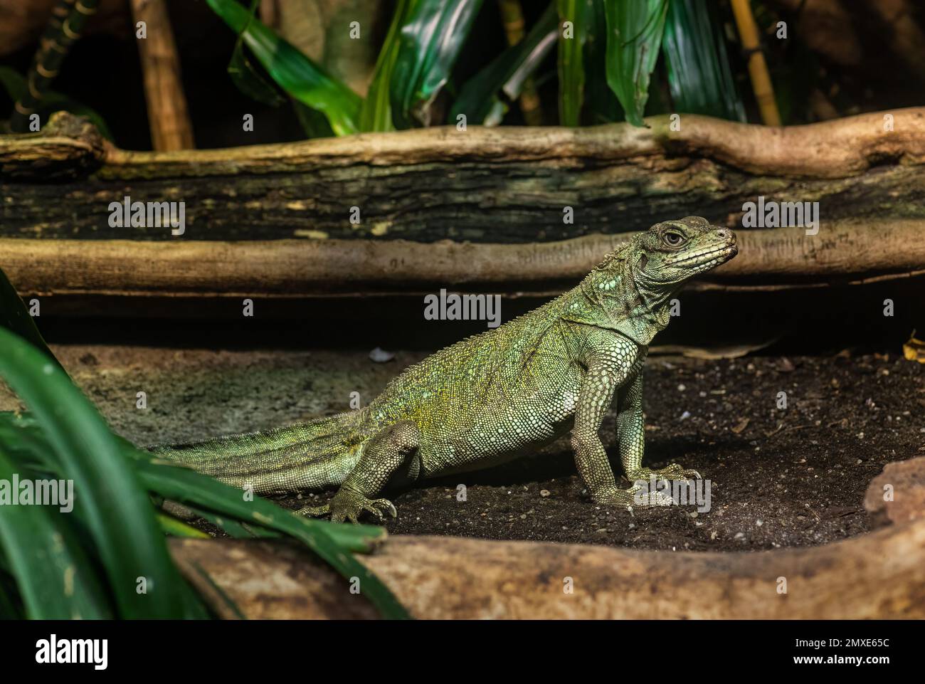 Weber's Sailfin Lizard - Hydrosaurus weberi, besondere große Eidechse aus tropischen Wäldern Indonesiens. Stockfoto