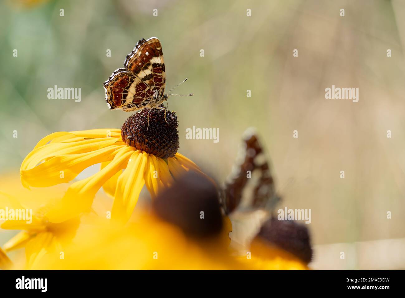 Karte Schmetterling, Araschnia Levana, Sommergeneration, Sommerfarbe, Sommerfarbe, Insekten des Jahres 2023 in Deutschland Stockfoto