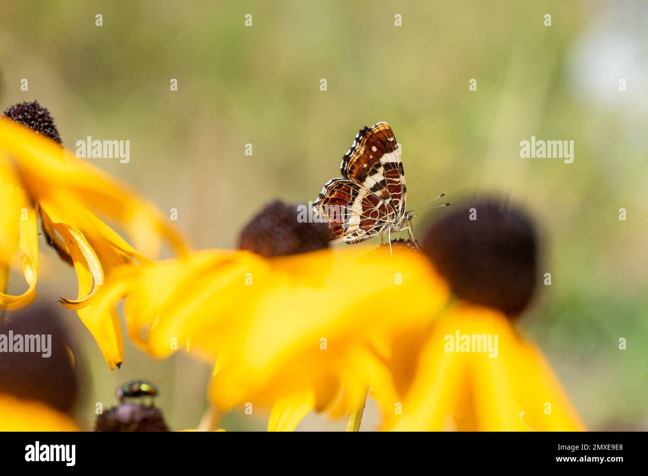 Karte Schmetterling, Araschnia Levana, Sommergeneration, Sommerfarbe, Sommerfarbe, Insekten des Jahres 2023 in Deutschland Stockfoto