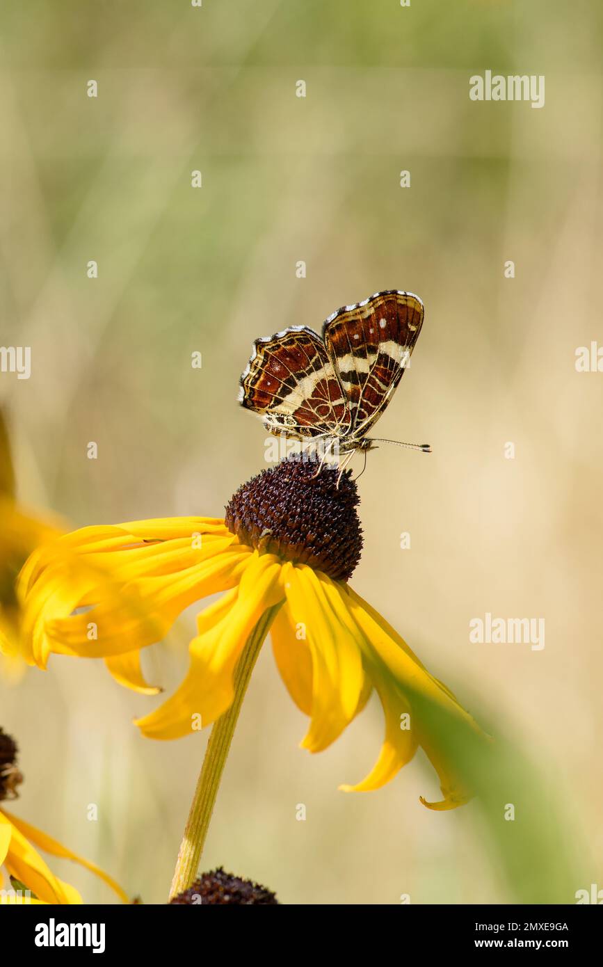 Karte Schmetterling, Araschnia Levana, Sommergeneration, Sommerfarbe, Sommerfarbe, Insekten des Jahres 2023 in Deutschland Stockfoto