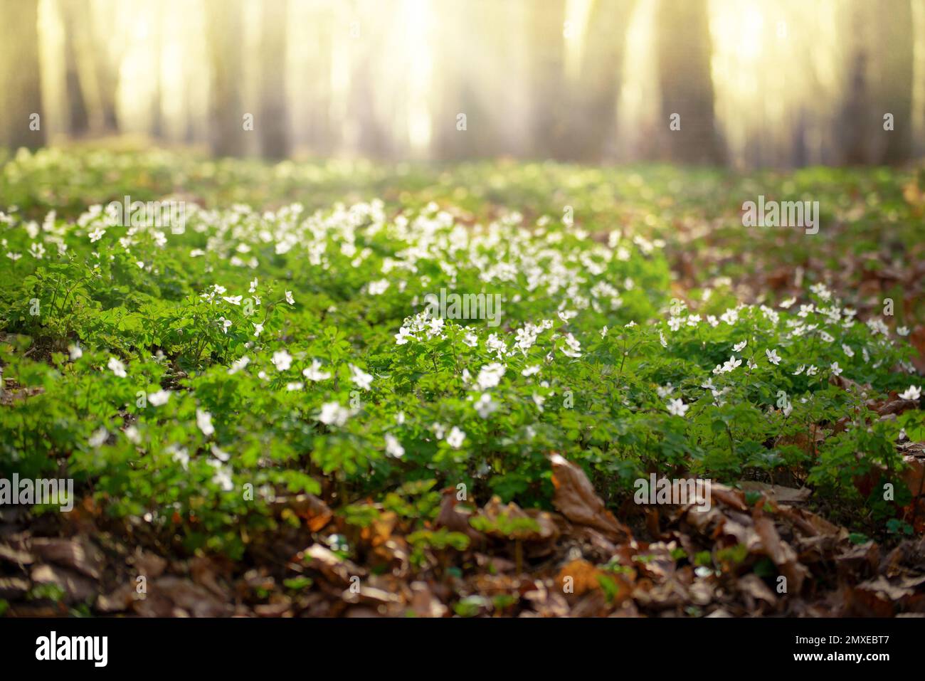 Blühende Schneetropfen Anemone Blumen unter den Bäumen Stockfoto