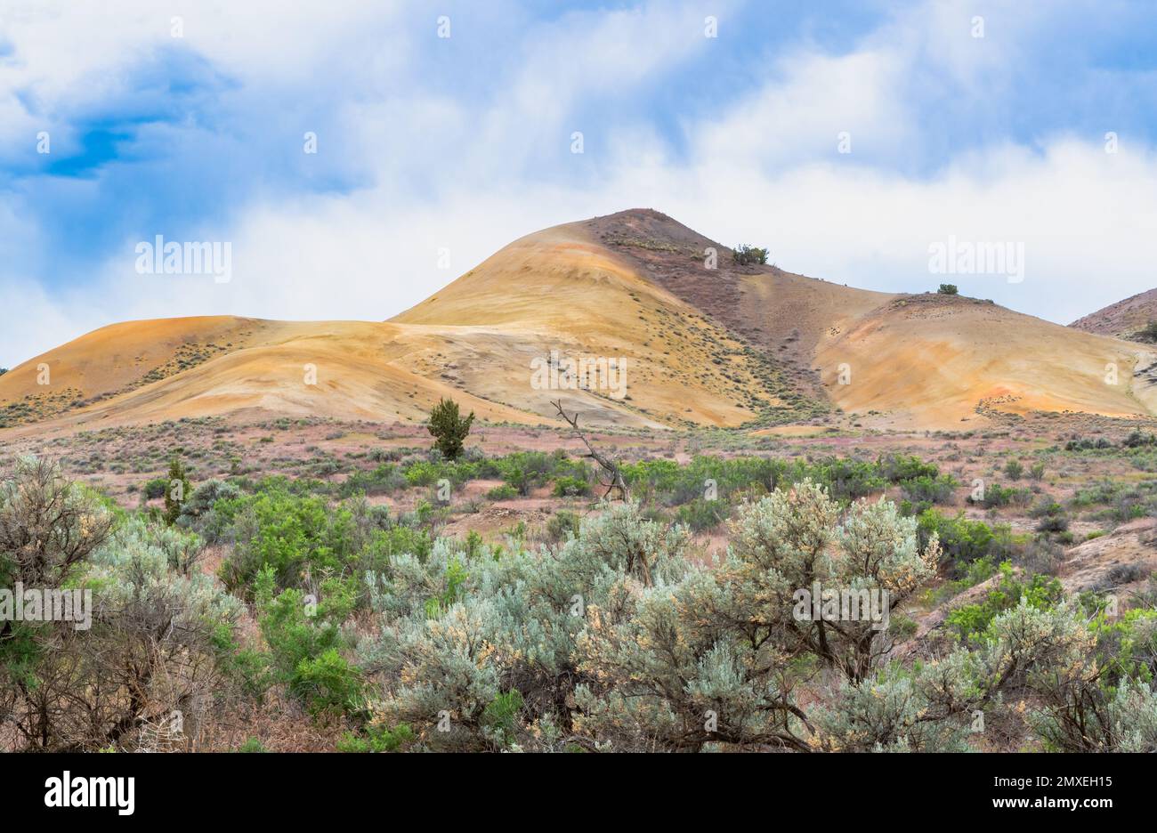 Tal mit Sträuchern und farbenfrohen Felsformationen in den Painted Hills im Zentrum von Oregon, USA. Stockfoto