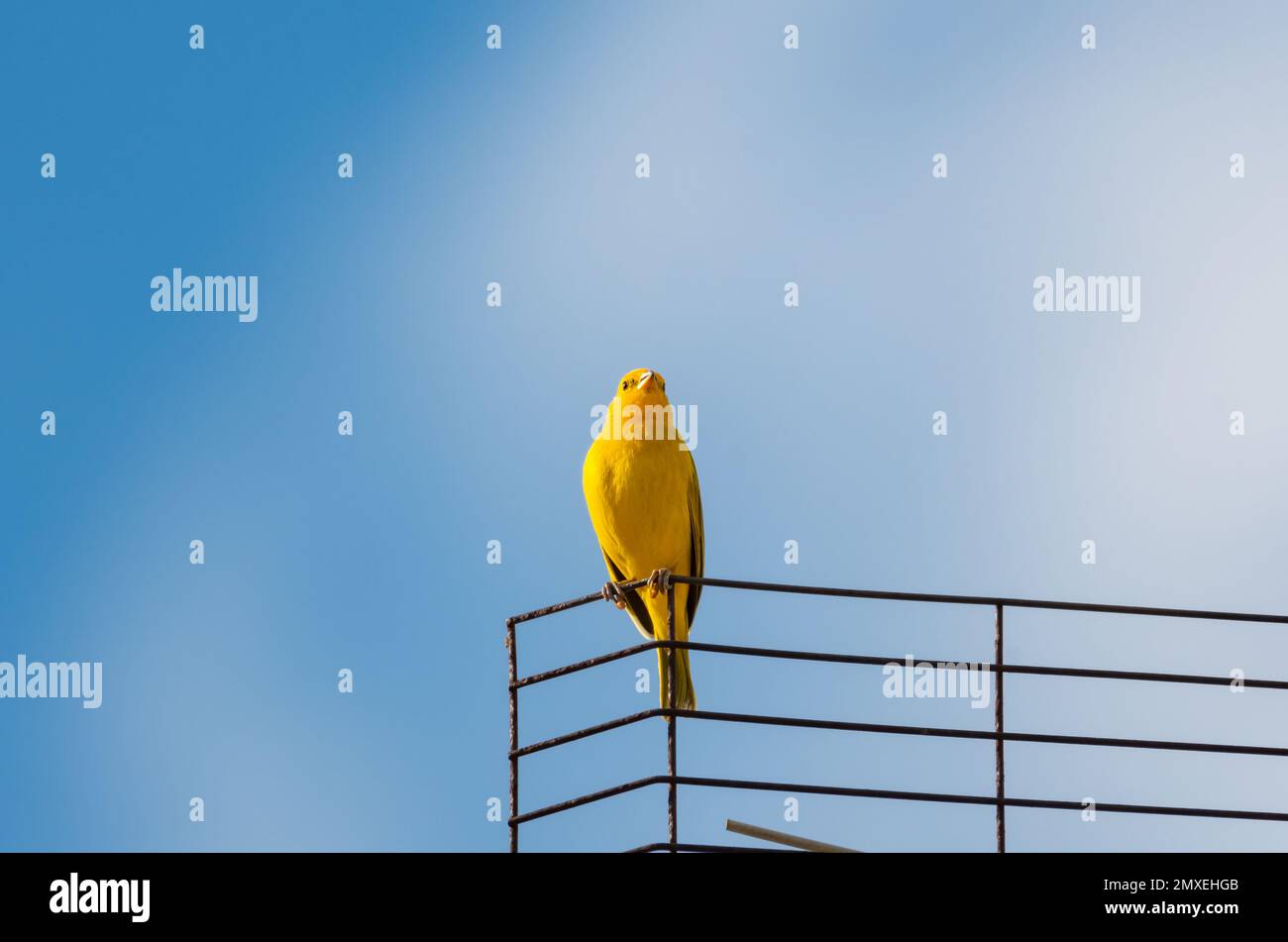Kleiner, gelber Saffron Finch sitzt auf einer Antenne am blauen Himmel. Stockfoto