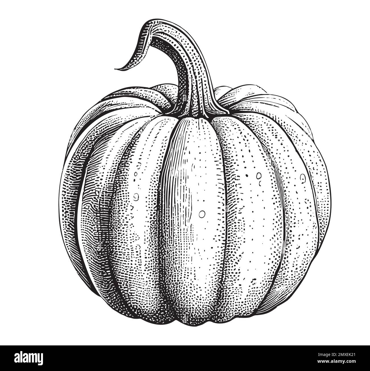 Kürbisskizze handgezeichnete Vektorzeichnung Gemüse halloween Stock Vektor