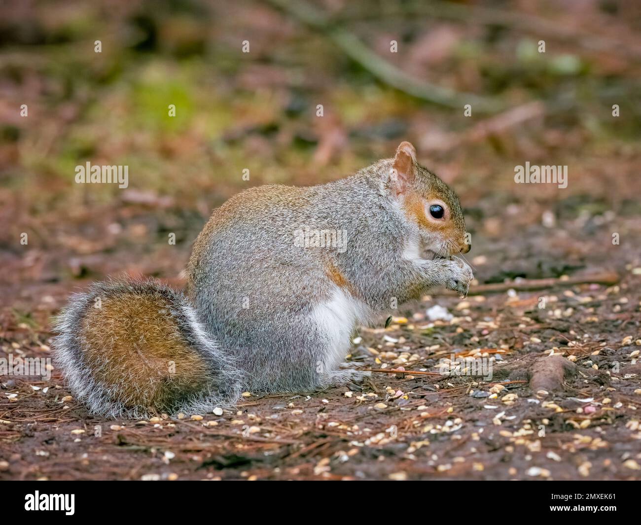 Ein süßes graues Eichhörnchen, (Sciurus carolinensis), das auf seinem Hintern sitzt und isst Stockfoto