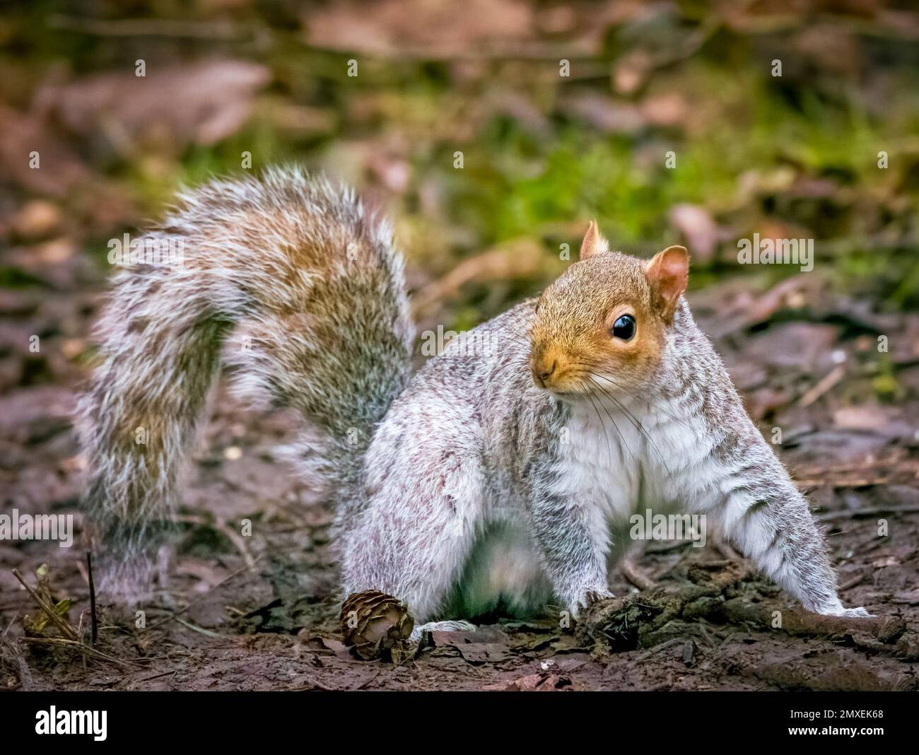 Ein süßes graues Eichhörnchen (Sciurus carolinensis), volle Länge und wachsam und wachsam Stockfoto