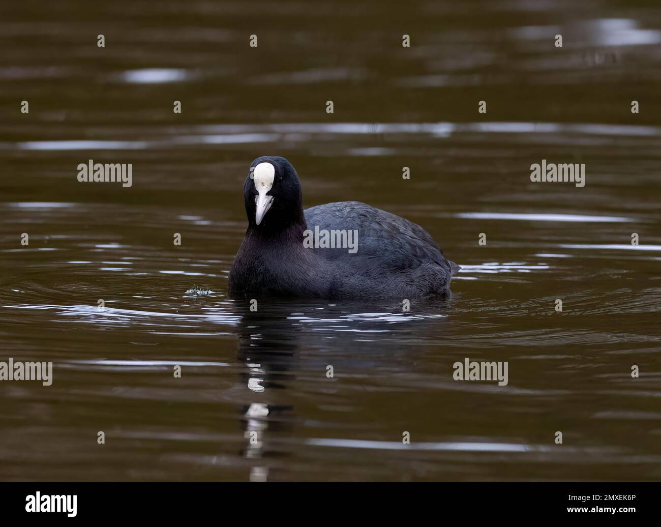 Ein europäischer Coot (Fulica atra), schwimmen auf einem schlammigen See Stockfoto