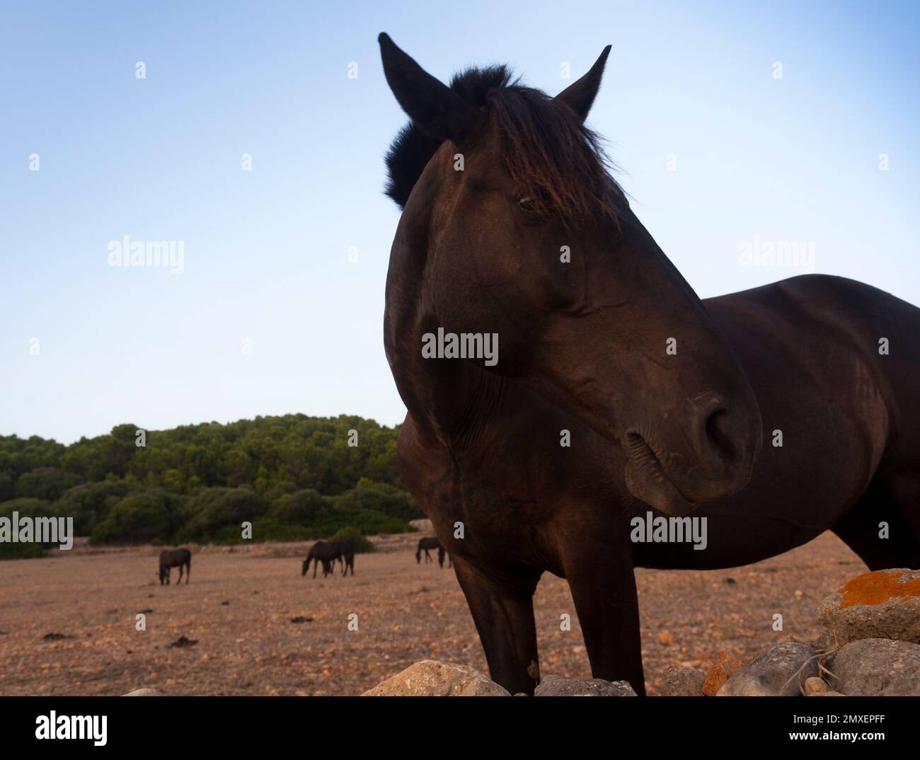 Typisches Menorquin-Pferd Stockfoto