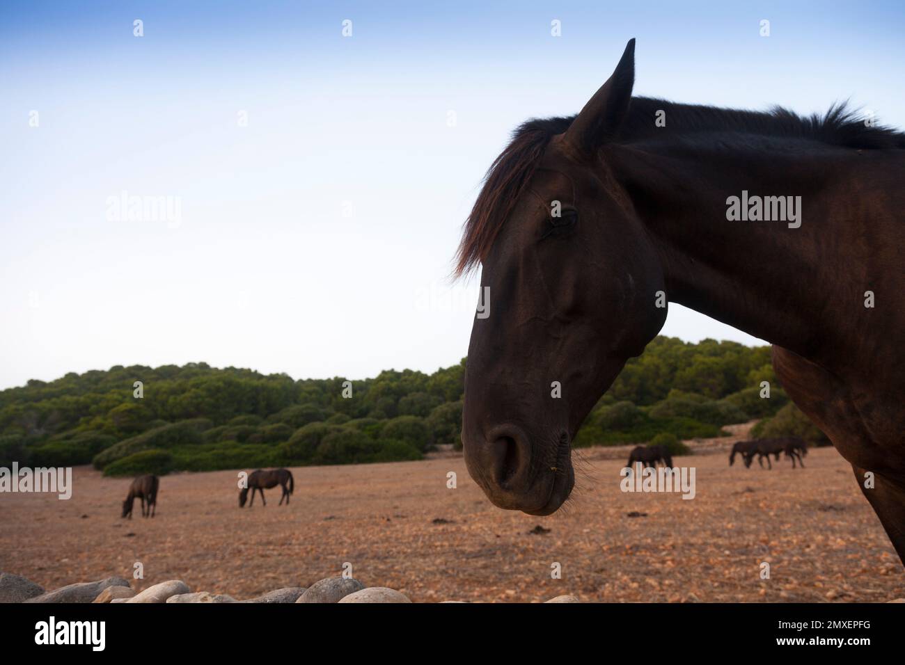 Typisches Menorquin-Pferd Stockfoto