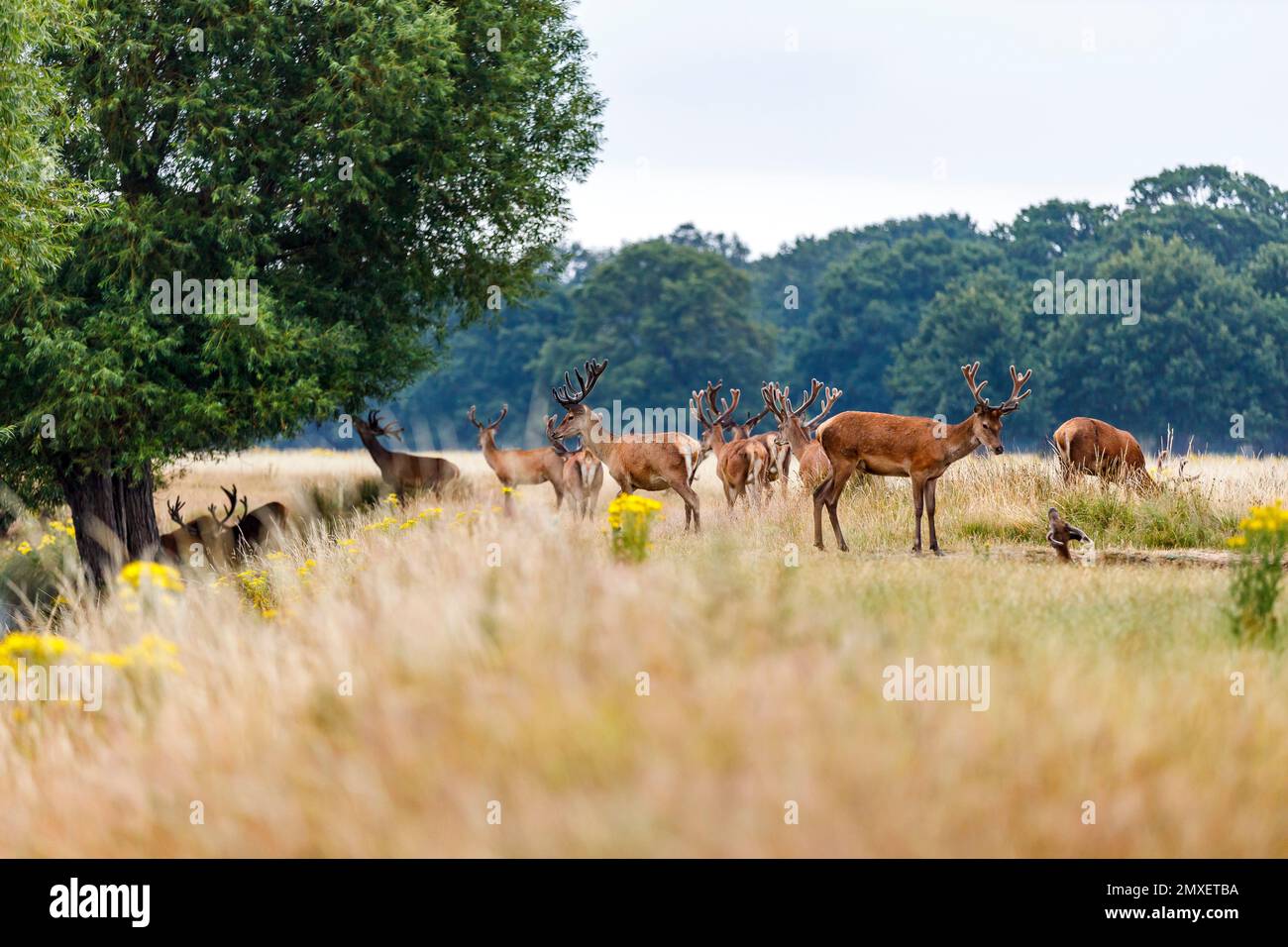 Tolworth & Kingston upon Thames Dreharbeiten in der Umgebung Stockfoto