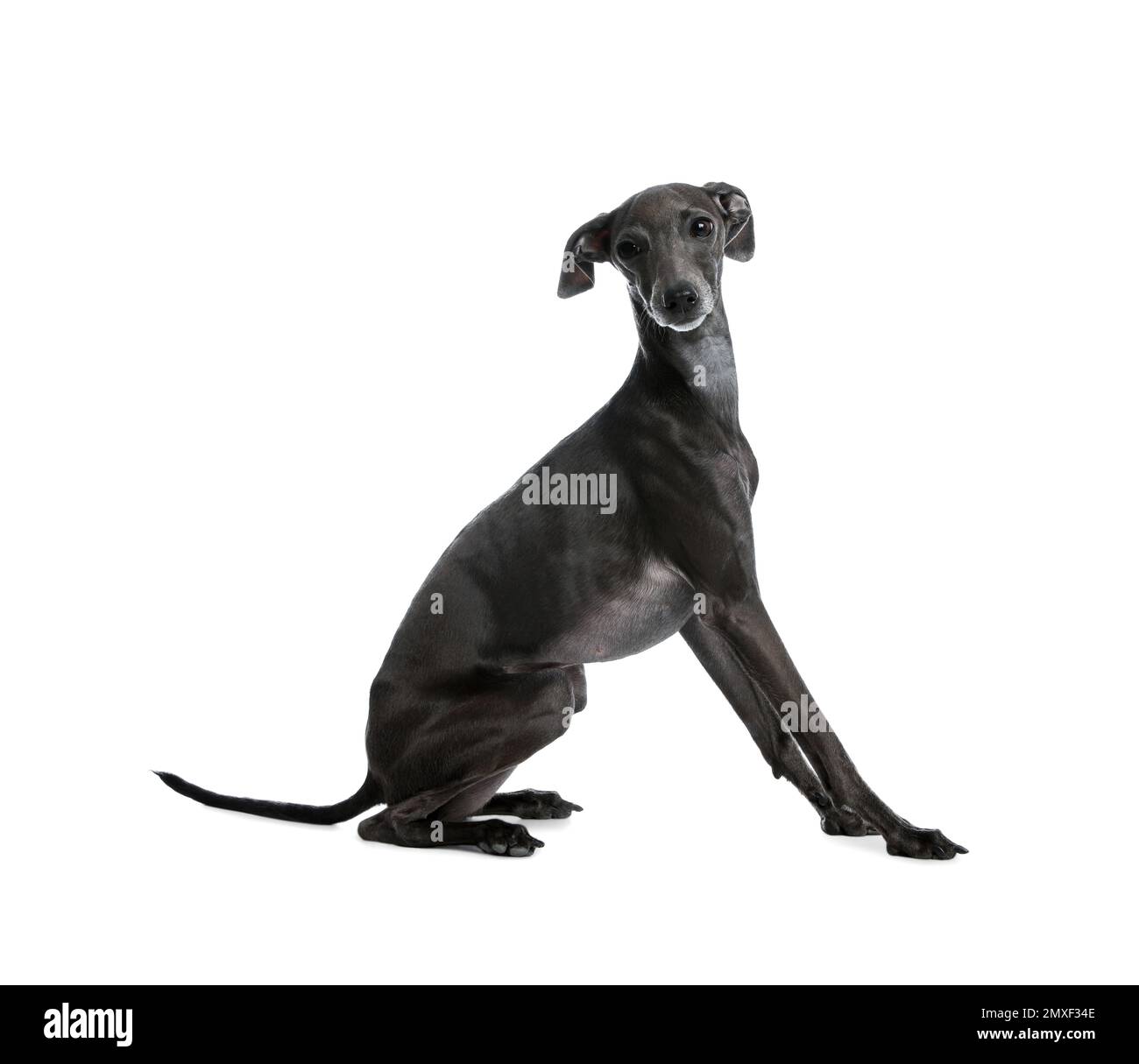 Süßer italienischer Windhund auf weißem Hintergrund Stockfoto
