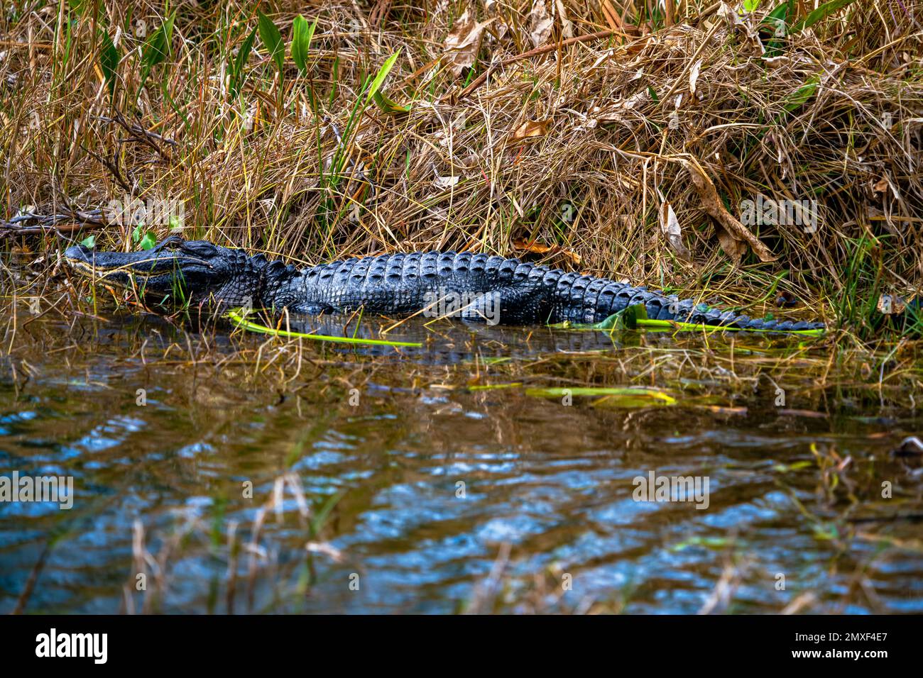 Florida Gator Stockfoto