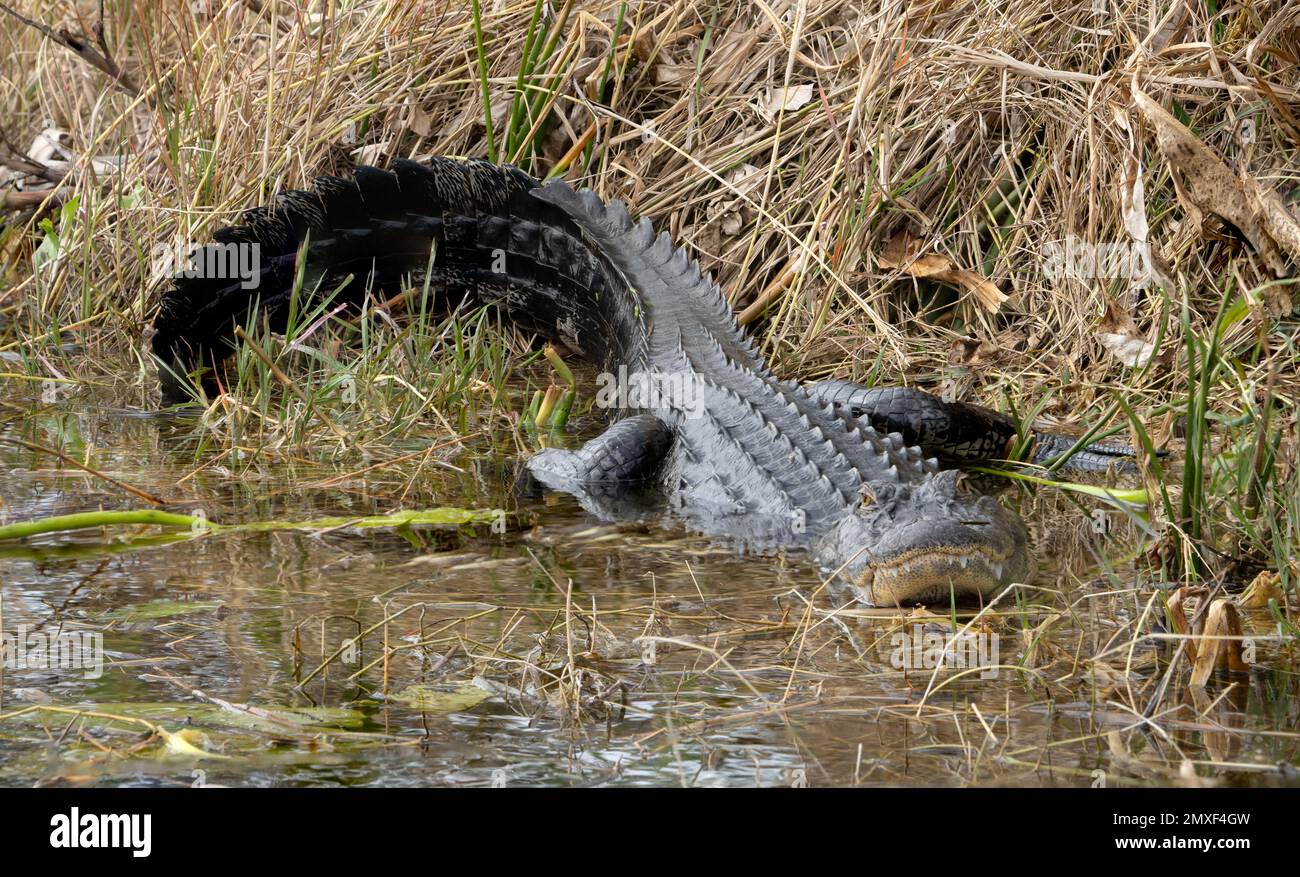 Florida Gator Stockfoto