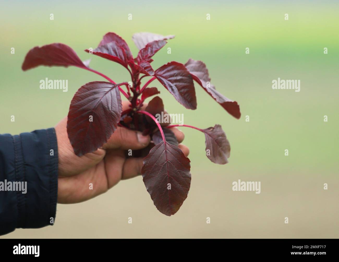 Hand hält rotes Amaranth frisch geerntet Stockfoto