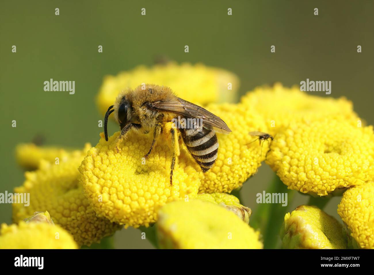 Natürliche Nahaufnahme einer Davies' Cellophan Biene, Colletes daviesanus, sitzt auf einer gelben Tansy, Tanacetum vulgare, Blume im Garten Stockfoto