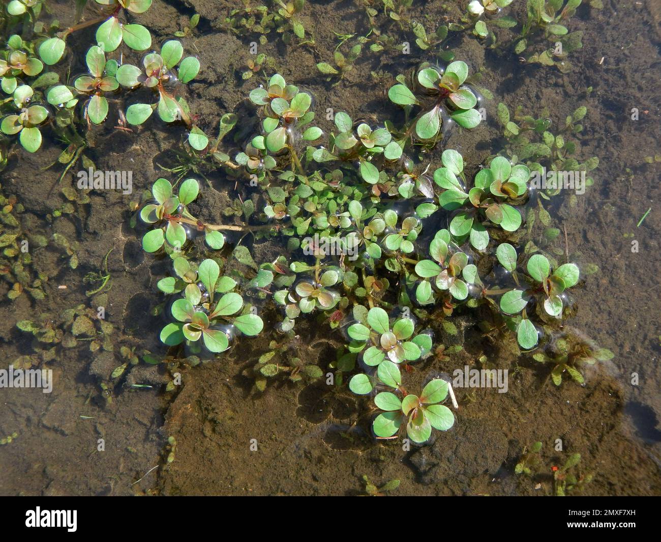 Wasser-Portula - Lythrum Portula Stockfoto