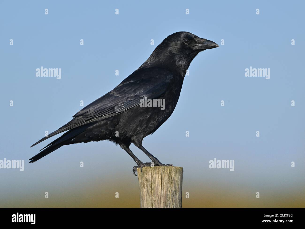 Carrion Crow - Corvus Corone corone Stockfoto