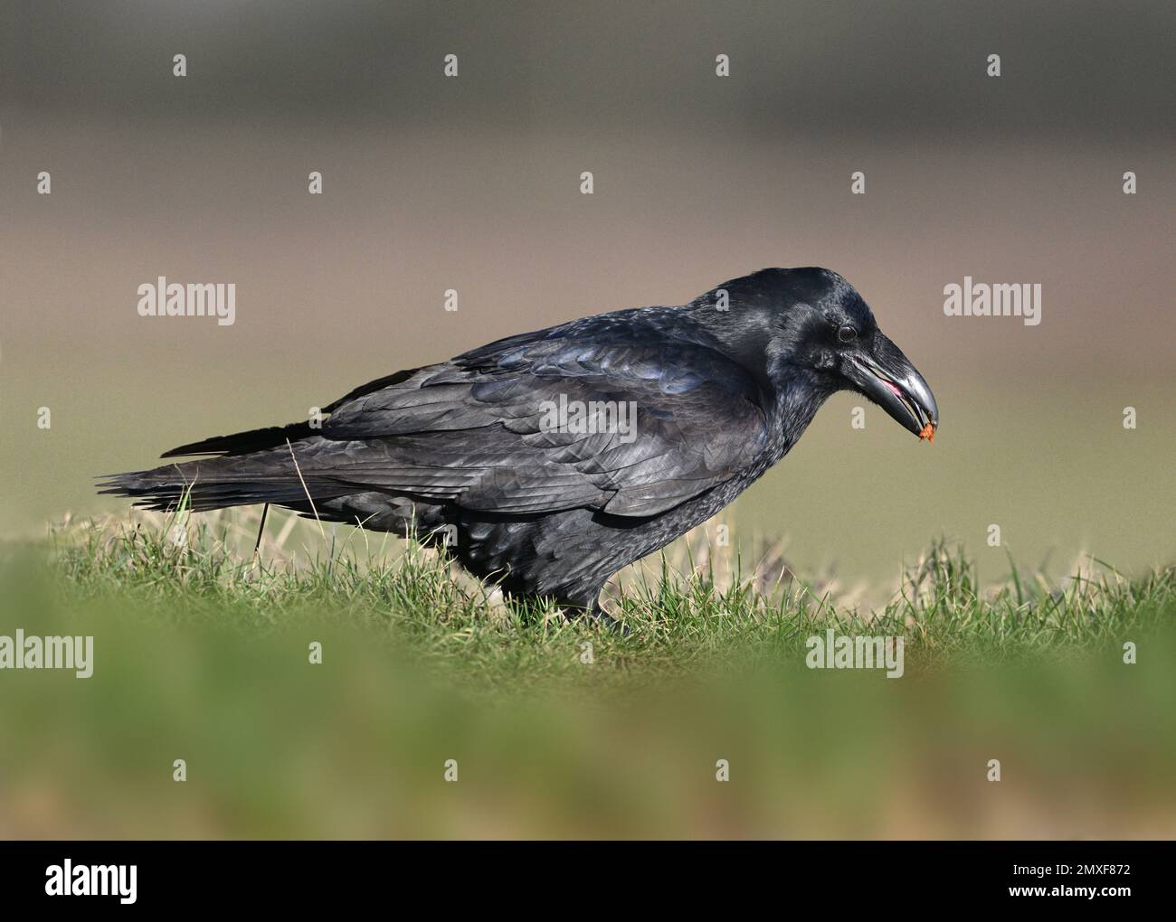 Kolkrabe - Corvus corax Stockfoto