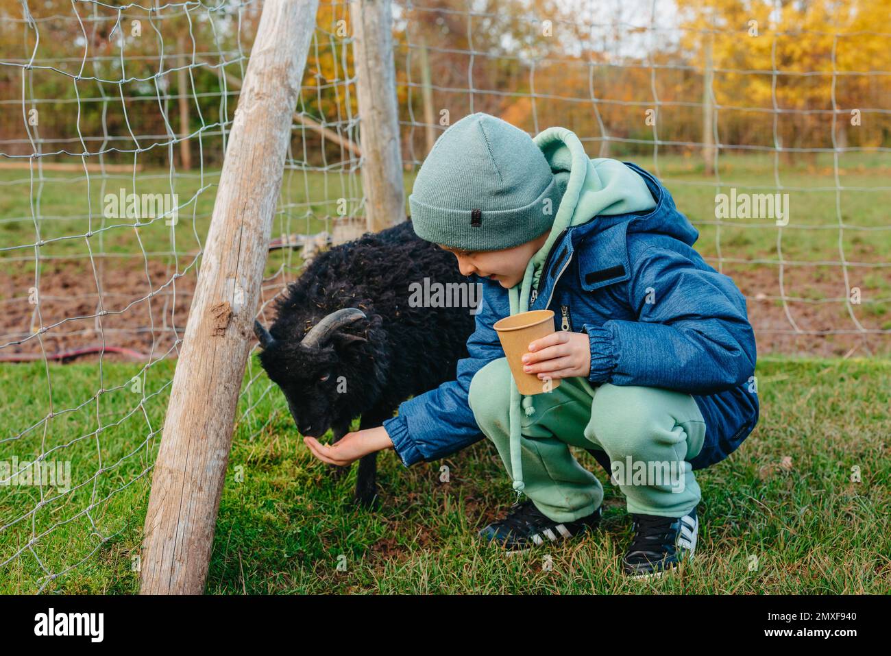 Ein Weißer, der auf einer Farm einen Rammbock füttert. RAM isst Getreidekörner aus den Händen eines Kindes. Stockfoto