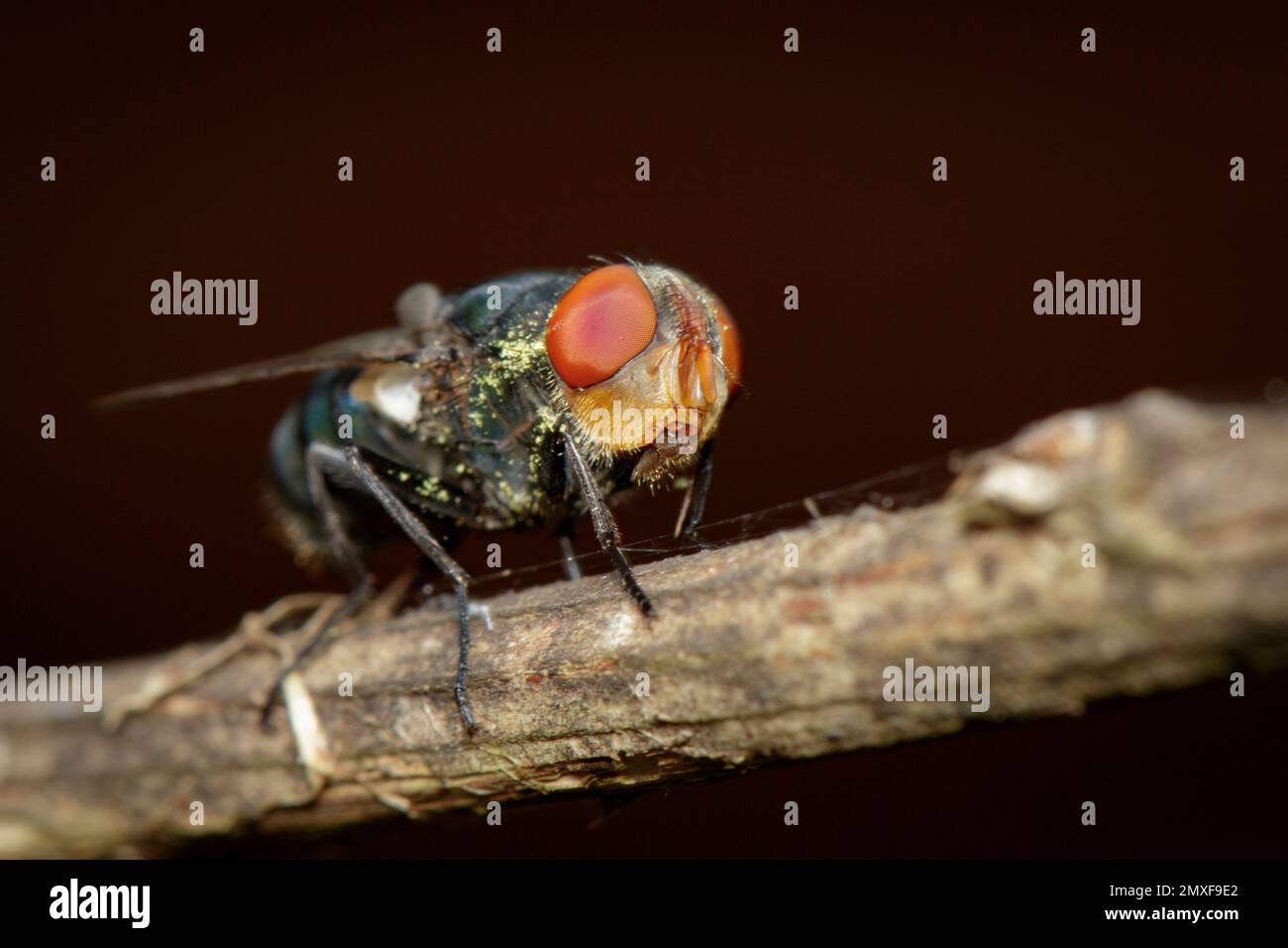 Bild einer Fliege (Diptera) auf einem braunen Ast. Insekten. Ein Tier. Stockfoto