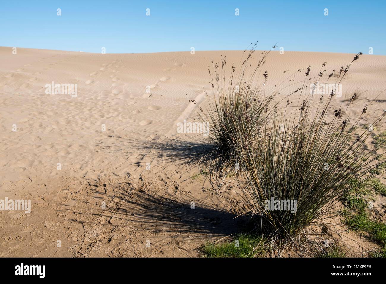 Shadow of de Hide, um Vögel zum Naturpark an der Mündung des Ebro River im Mittelmeer zu beobachten Stockfoto