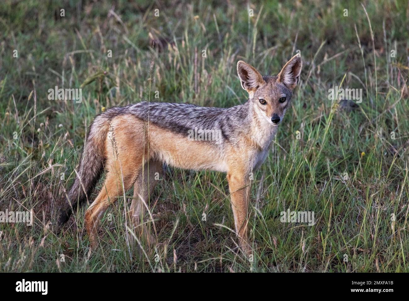 Schwarzer Schakal (Canis mesomelas), Masai Mara National Reserve, Kenia Stockfoto