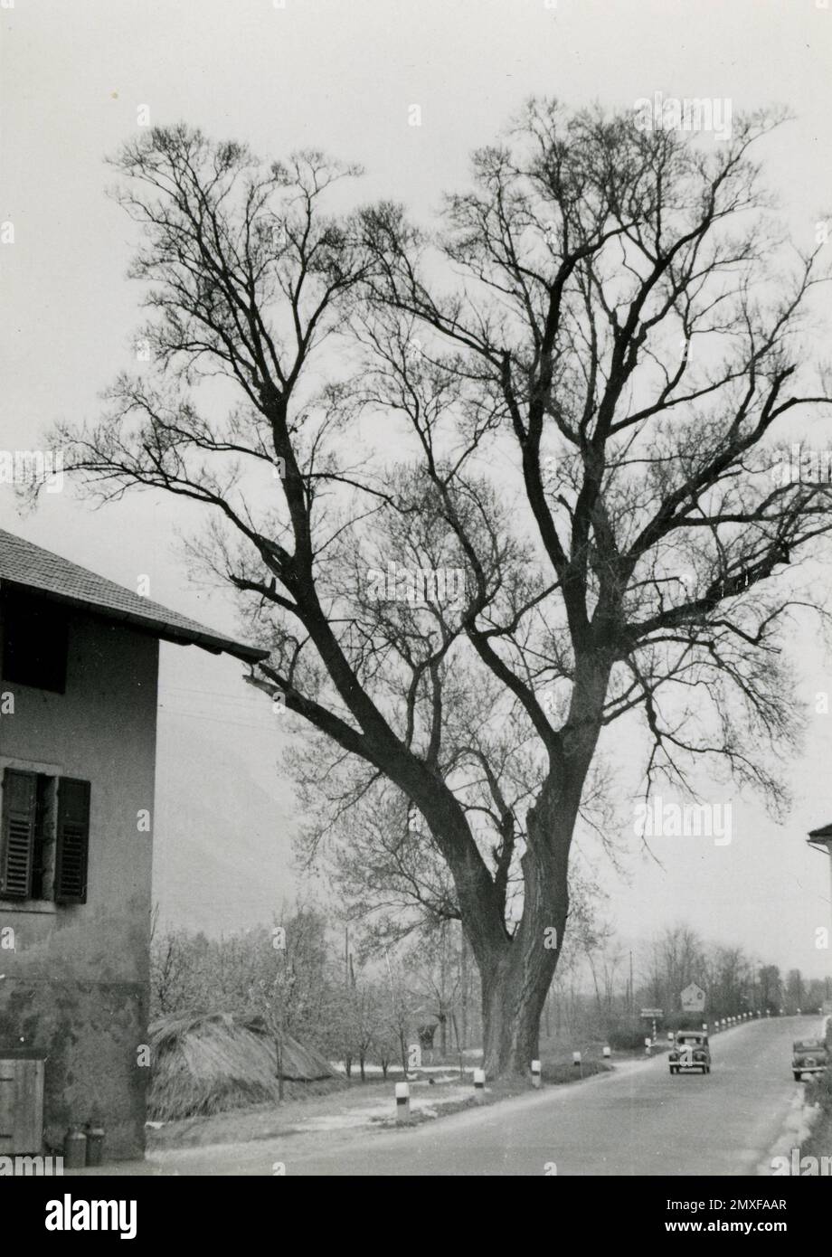 Agricoltura e Allevamento — Coltivazione degli alberi da frutta (Ciliegio) Stockfoto