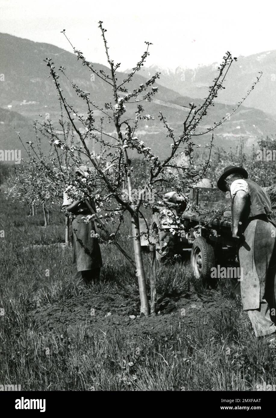 Agricoltura e Allevamento — Coltivazione degli alberi da frutta (Ciliegio) Stockfoto