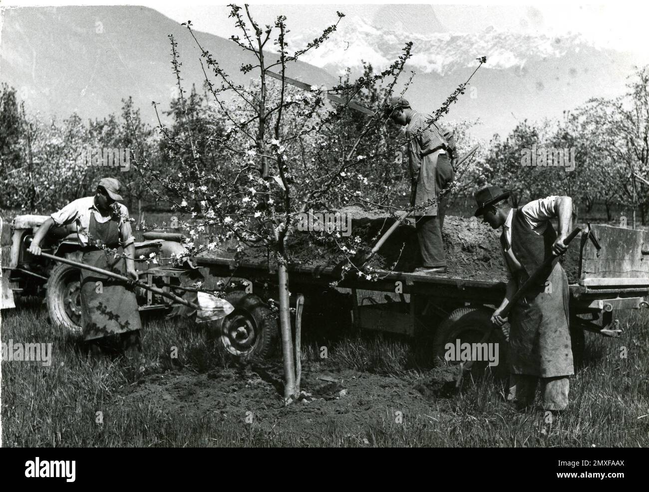 Agricoltura e Allevamento — Coltivazione degli alberi da frutta (Ciliegio) Stockfoto