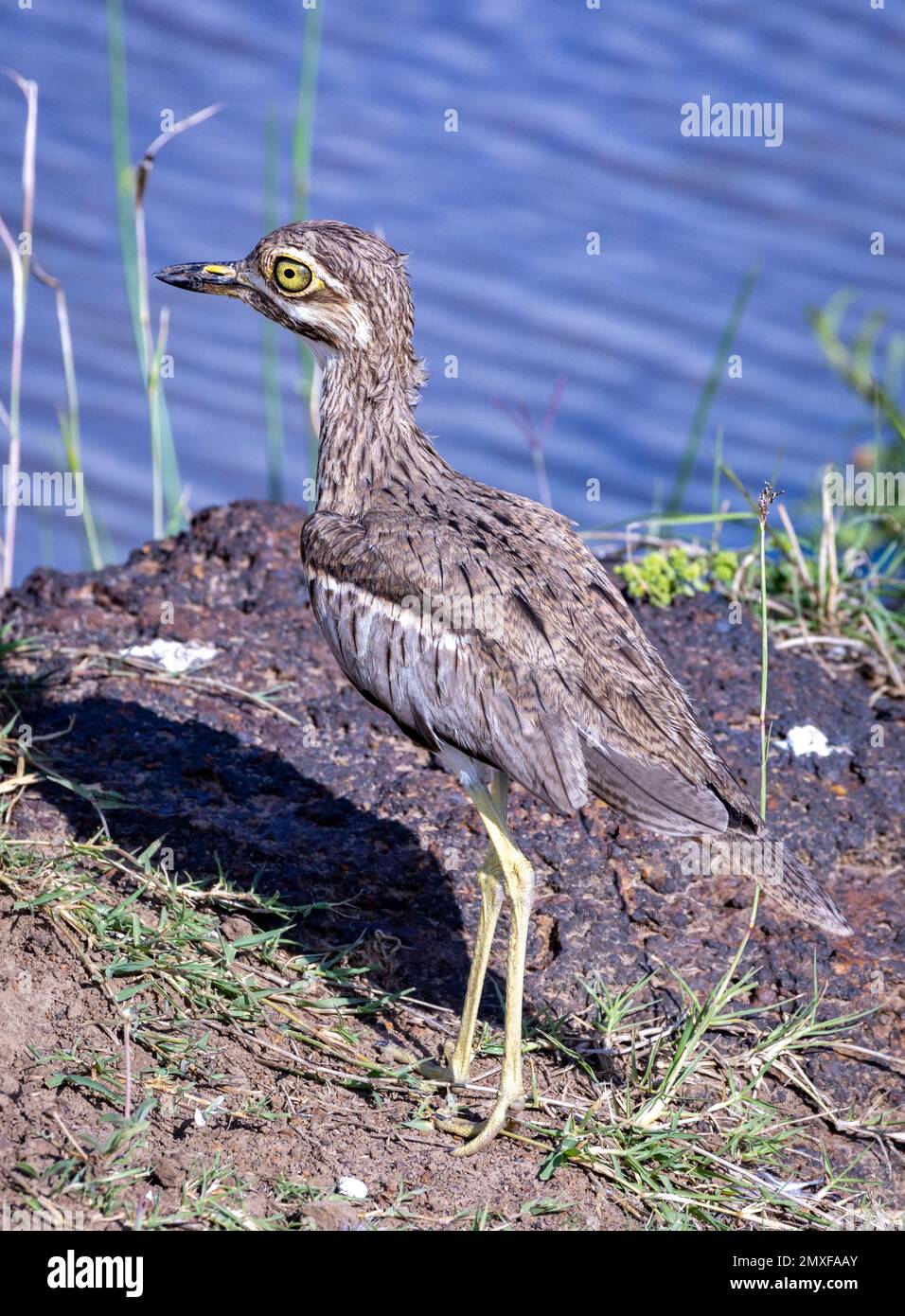 Wasserdickknie (Burhinus vermiculatus) oder Wasserdikkop, Stockfoto