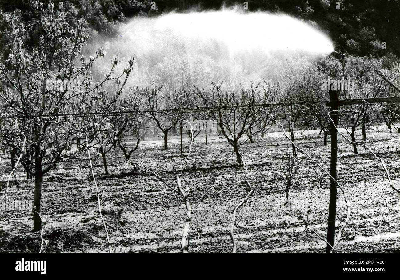 Agricoltura e Allevamento — Coltivazione degli alberi da frutta (Ciliegio) Stockfoto